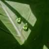 20147<br>ear stud pear 5x7mm - Thumbnail Image 3