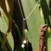 Close-Out-95194 <br> necklace Y double shell pearl drop 16"+2" ext .925 Gold Plated - Thumbnail Image 2