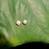 92216 <br> ear stud 5mm shell pearl in square frame .925 Gold Plated - Thumbnail Image 2