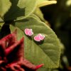 28049 <br> ear stud 9x6 enamel double heart  .925 E-coat - Thumbnail Image 3