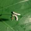 92249 <br> earring shell pearl curved bar .925 goldplated - Thumbnail Image 3