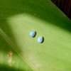 23599 <br> ear stud faceted mini teardrop w/ blue opal - Thumbnail Image 2