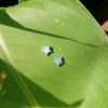 23600 <br> ear stud mini faceted star w/ blue opal - Thumbnail Image 2